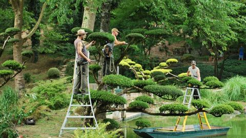Au parc oriental de Maulévrier, es visiteurs découvrent, au cours de leur promenade, la taille en transparence, en plateaux, en moutonnement… ». Un site à voir dur France 5 le 2 août. ©Parc oriental